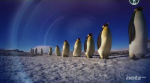  .    / Penguins. Spy In The Huddle / 1-3   3 (2013, SATRip) 
