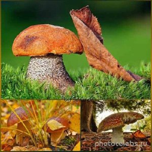  Всевозможные фото отменных грибов 