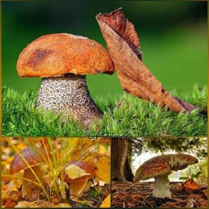  Всяческие фото интересных грибов 