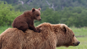   / DisneyNature: Bears (2014) HDRip/BDRip 720p 