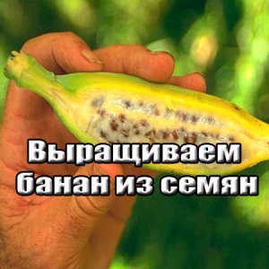 Выращиваем банан из семян (2015) WebRip 