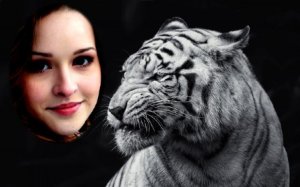  Рамка psd - Свирепый белый тигр 