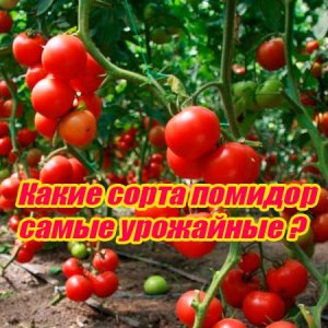  Какие сорта помидор самые урожайные (2015) WebRip 